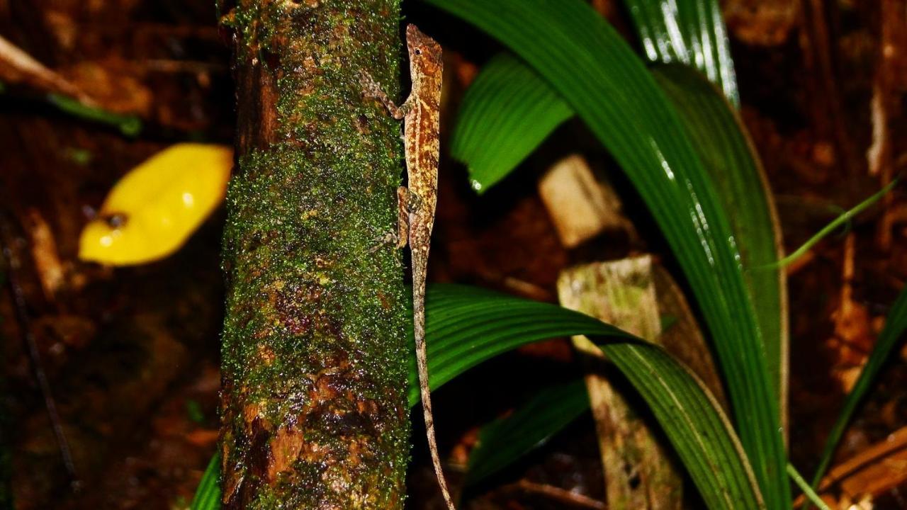 La Foresta Nature Resort Quepos Exterior photo